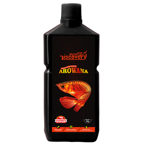 arowana-fish-food
