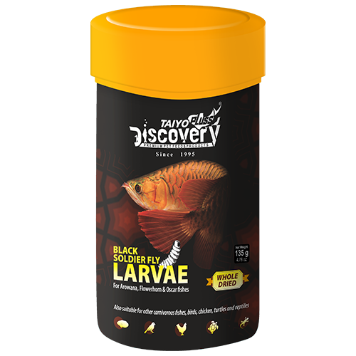 black-soldier-fly-larvae